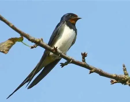 Il Nido 3* Sant'Antìoco