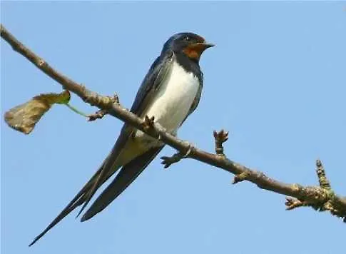 Il Nido 3* SantʼAntìoco