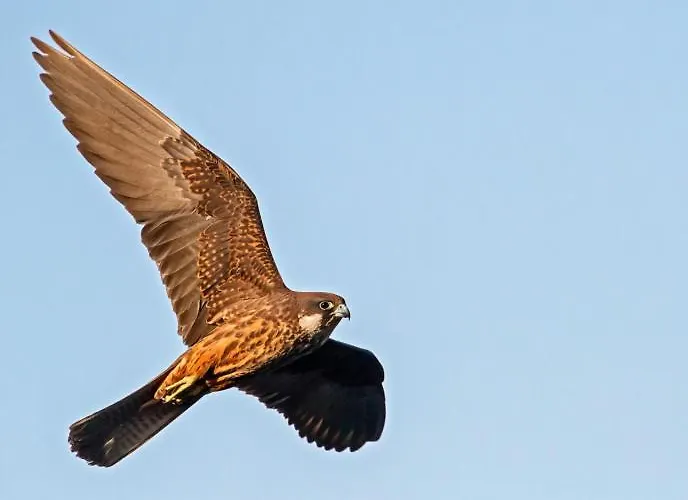 Il Nido Oda ve Kahvaltı 3*